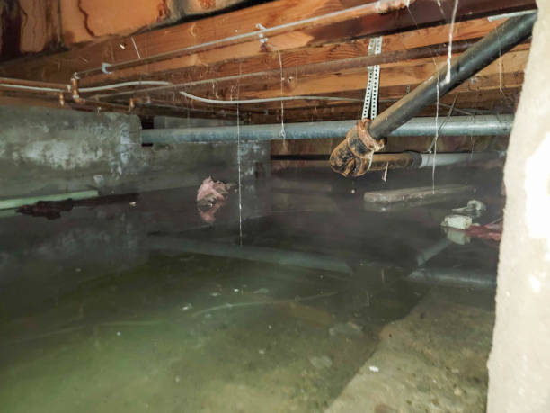 Best Carpet water damage restoration  in Park City, MT